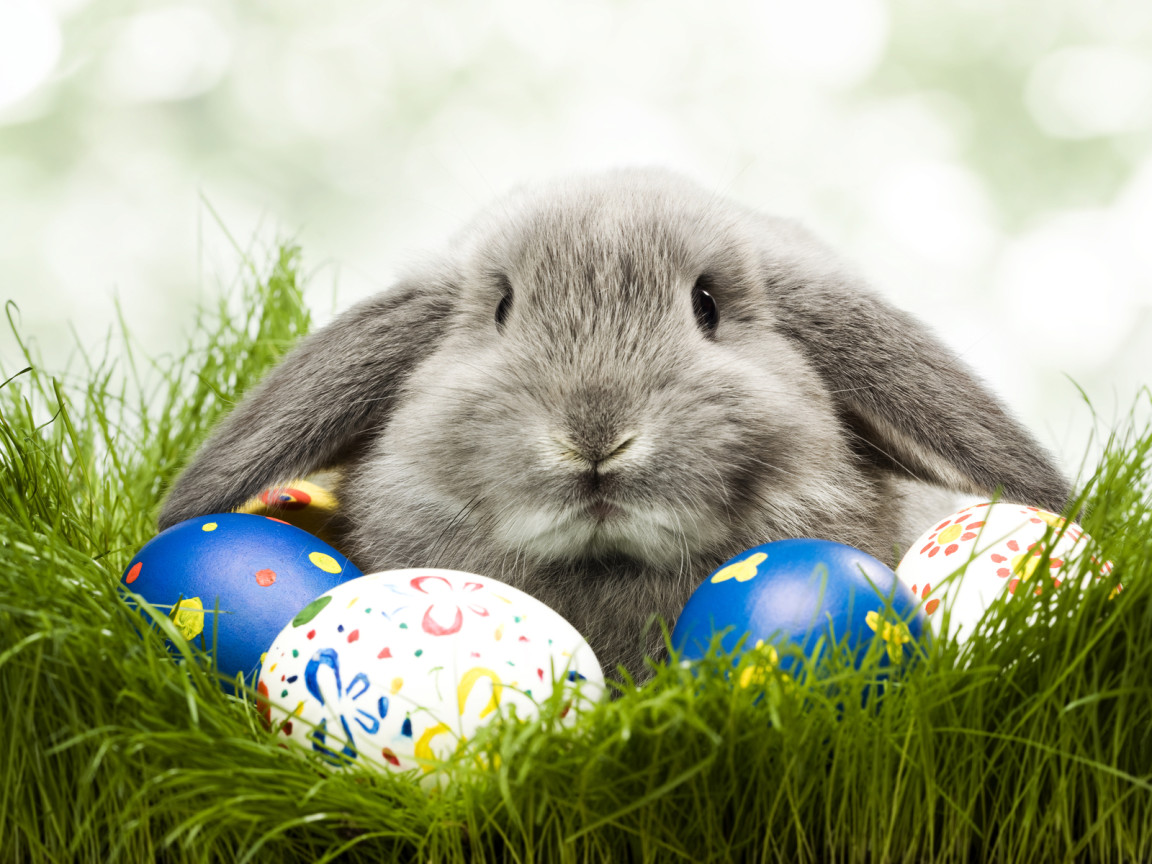 Кролик и яйца