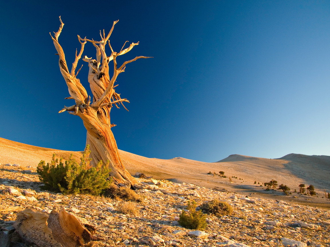 Сухое дерево в пустыне