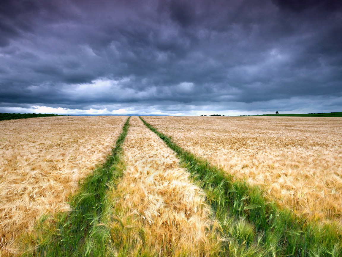 Колосящееся поле