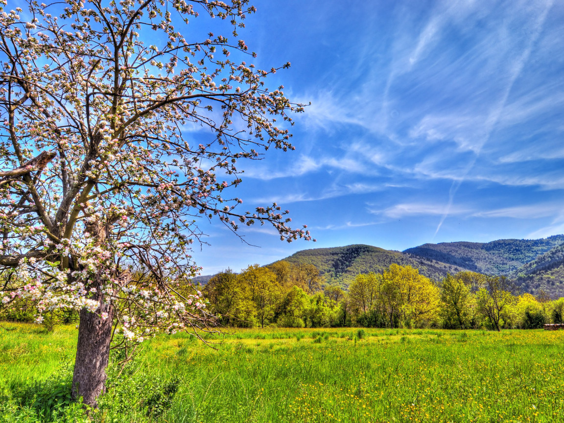 Весенний пейзаж