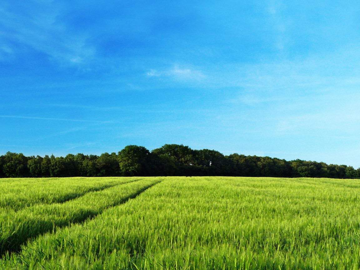 Рожь колосится