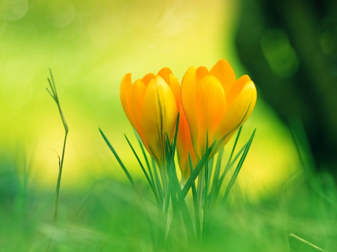 Красивые желтые цветы