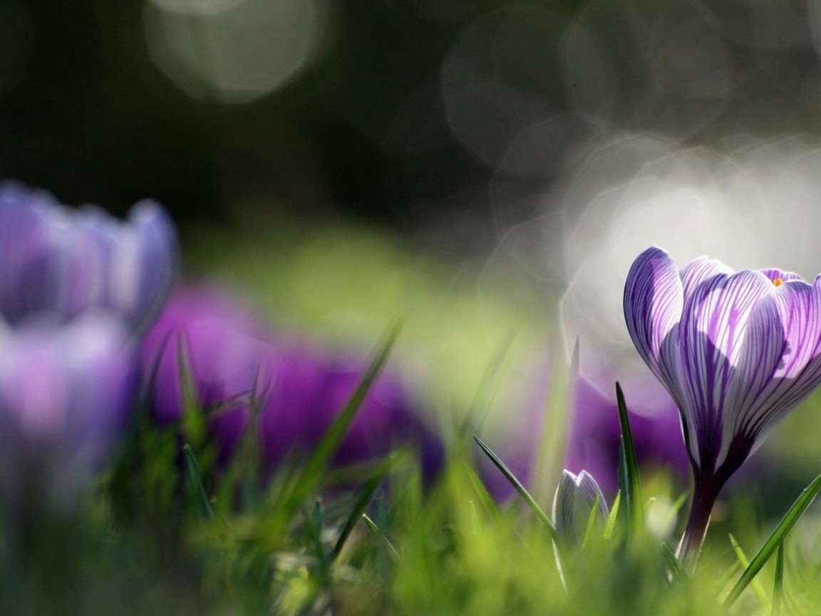 Распустившийся крокус