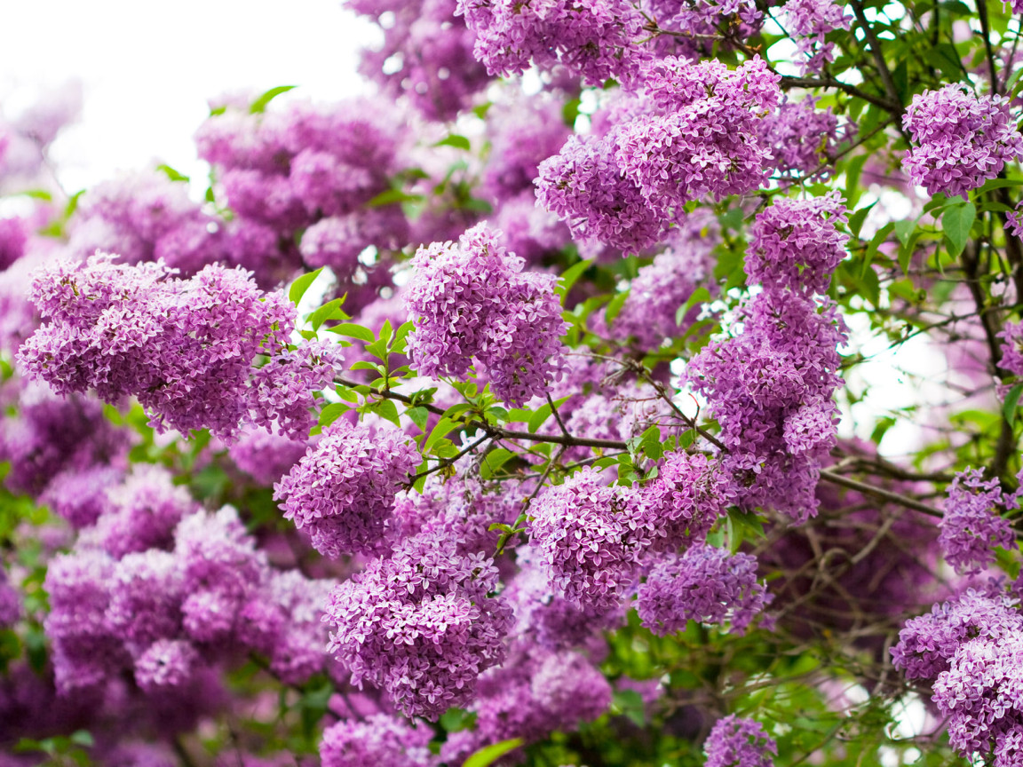 Ветки сирени