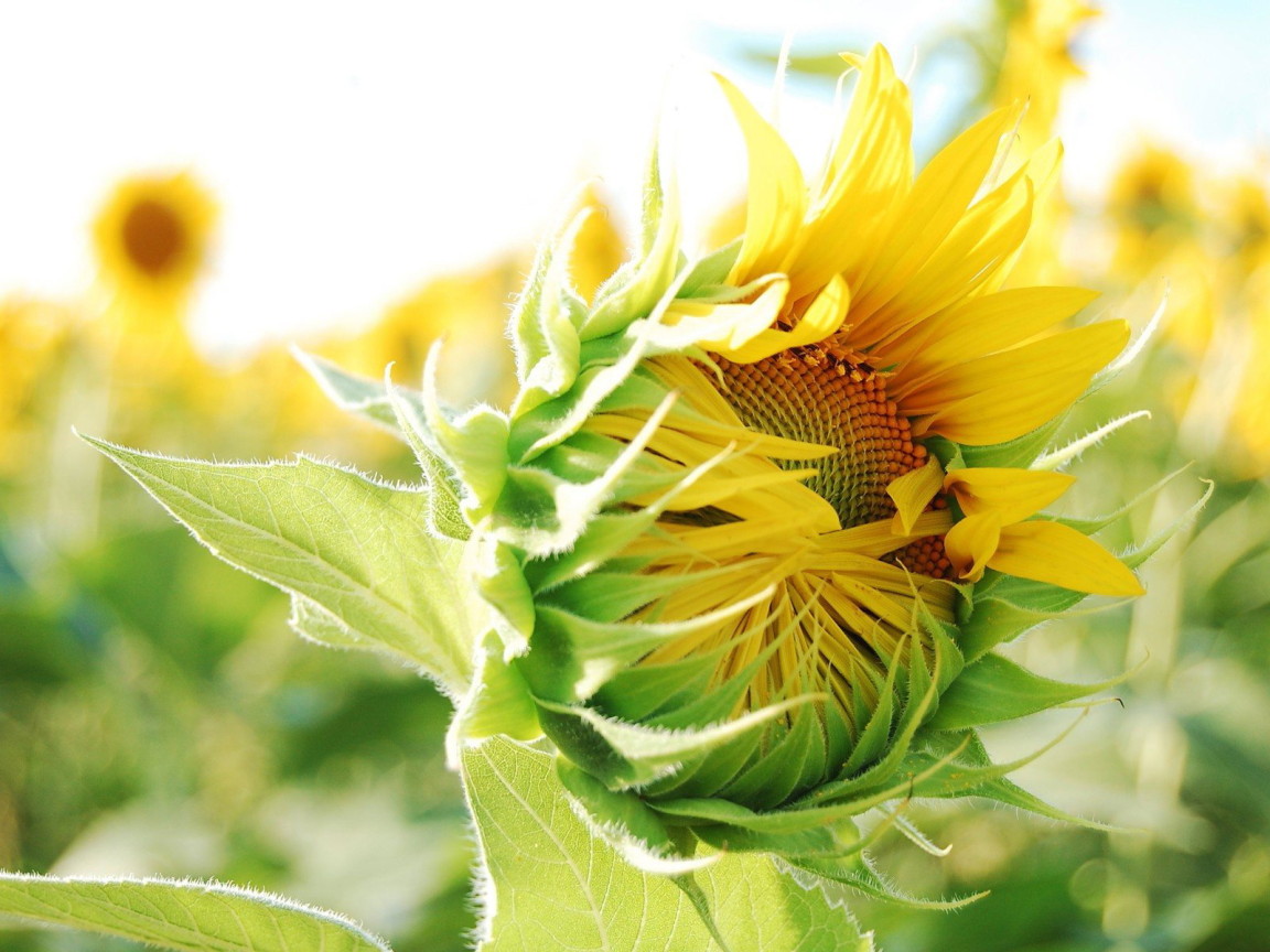 Распускающийся подсолнух