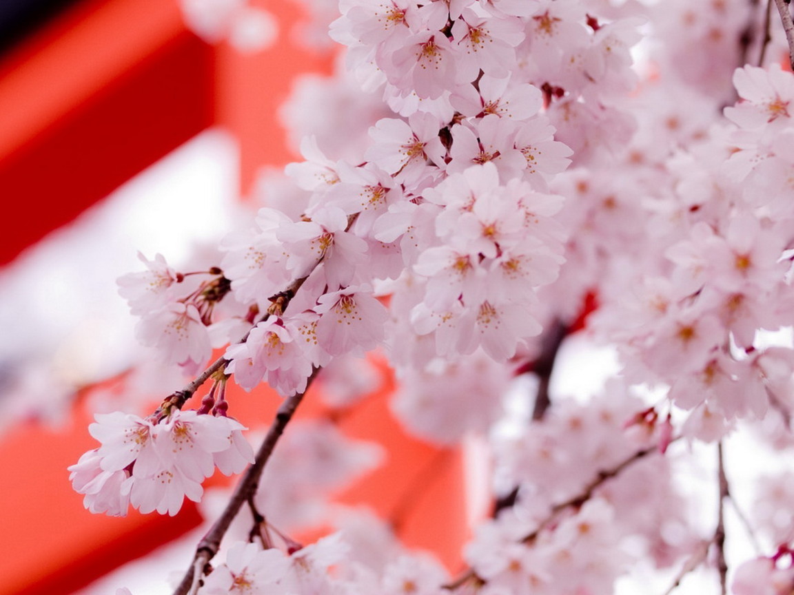 Цвет саккуры