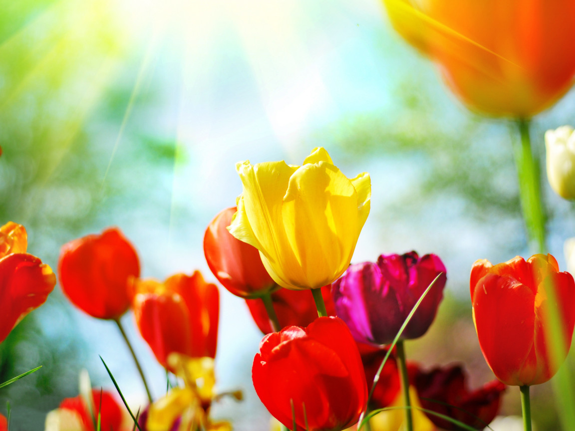 Разноцветные тюльпаны