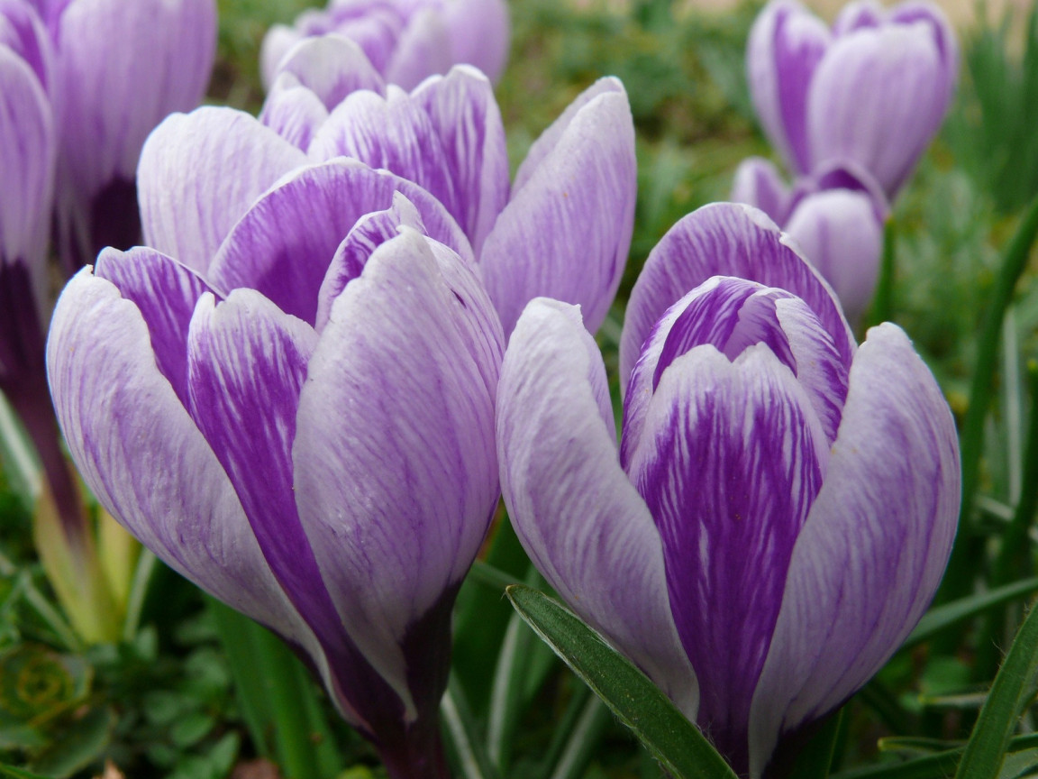 бутоны Крокусов