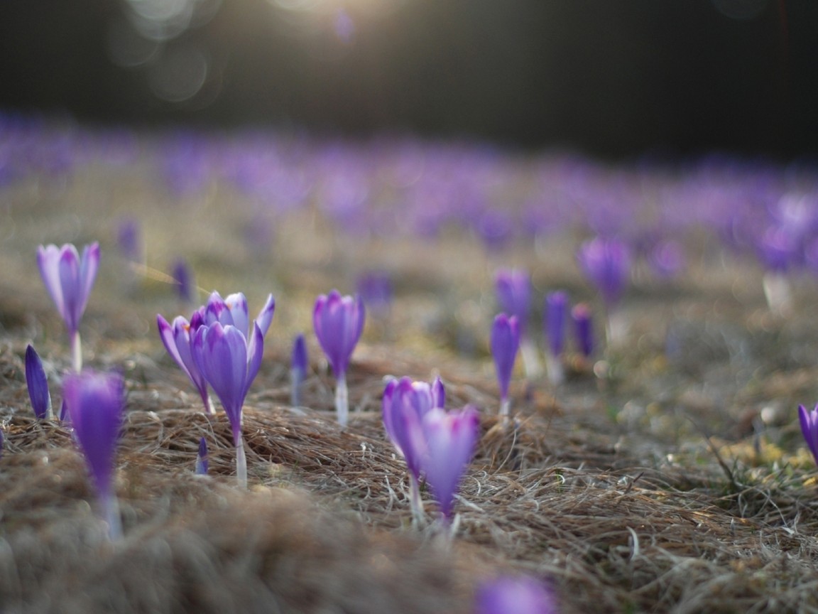 Расцветающие крокусы