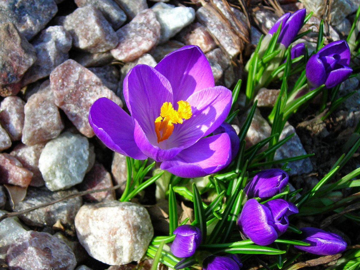 Крокусы на камнях