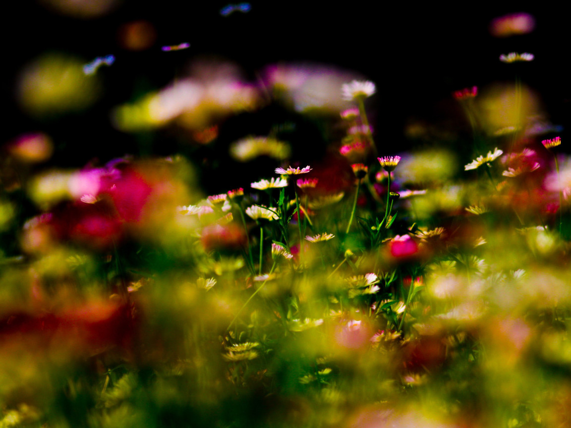 Цветочный ковер