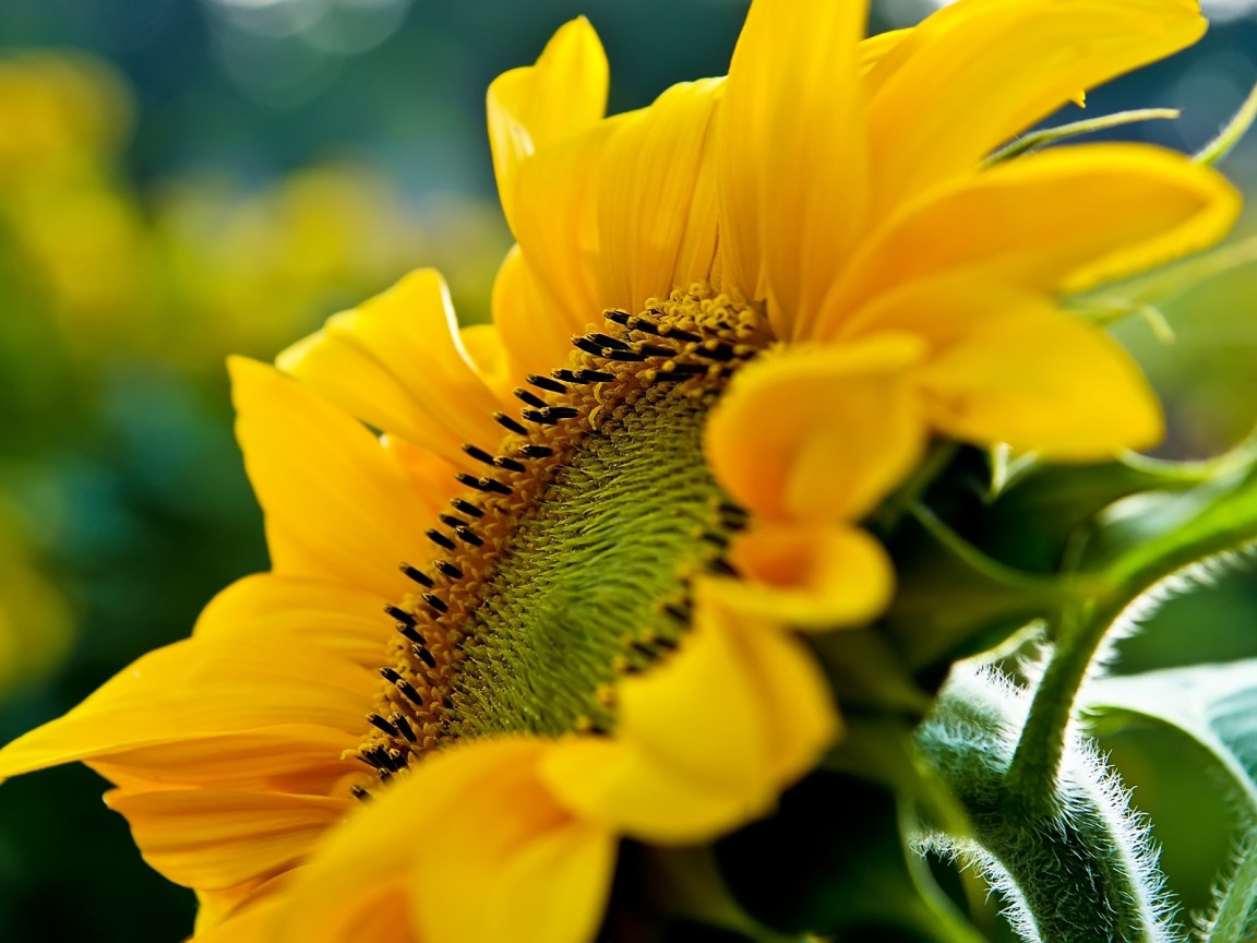 Большой подсолнух