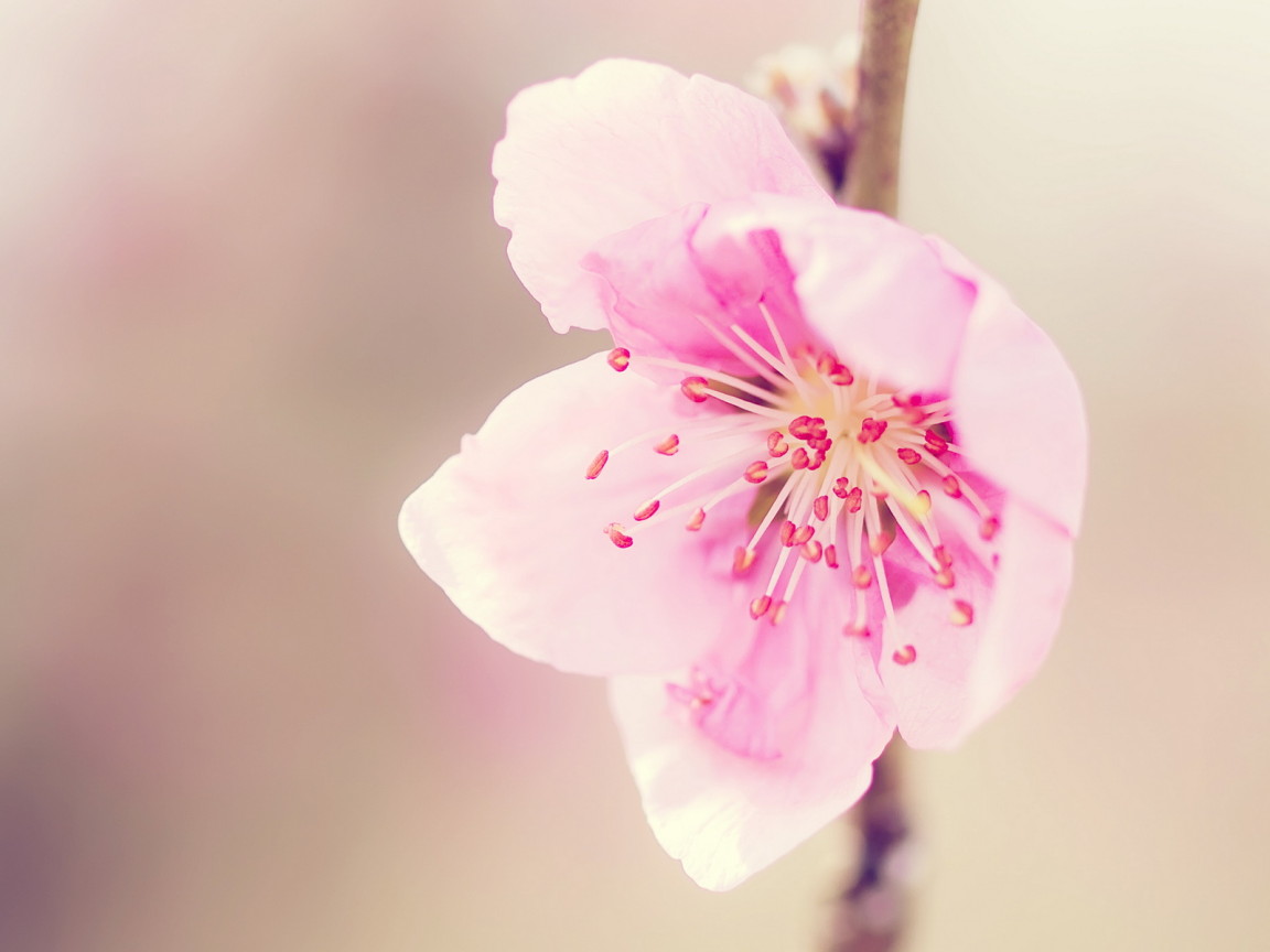 Розовый цветочек