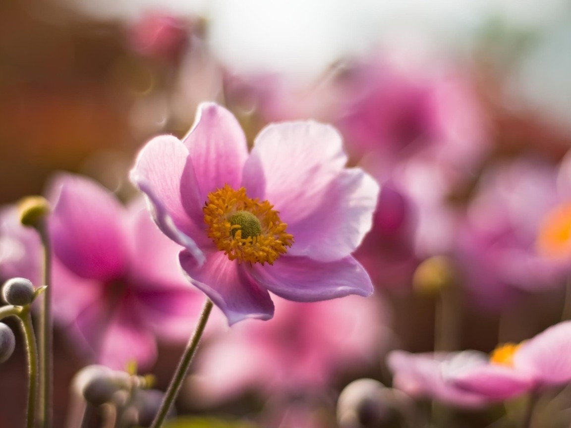 Розовые цветочки