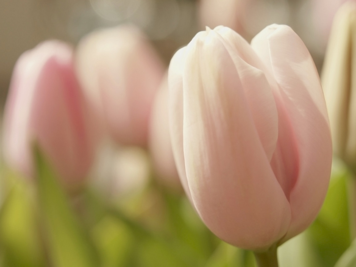 Розовые тюльпаны