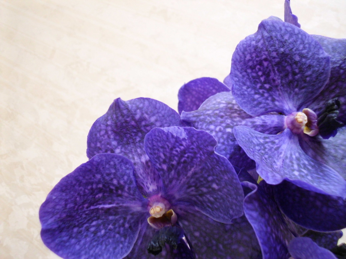 Сиреневая ванда