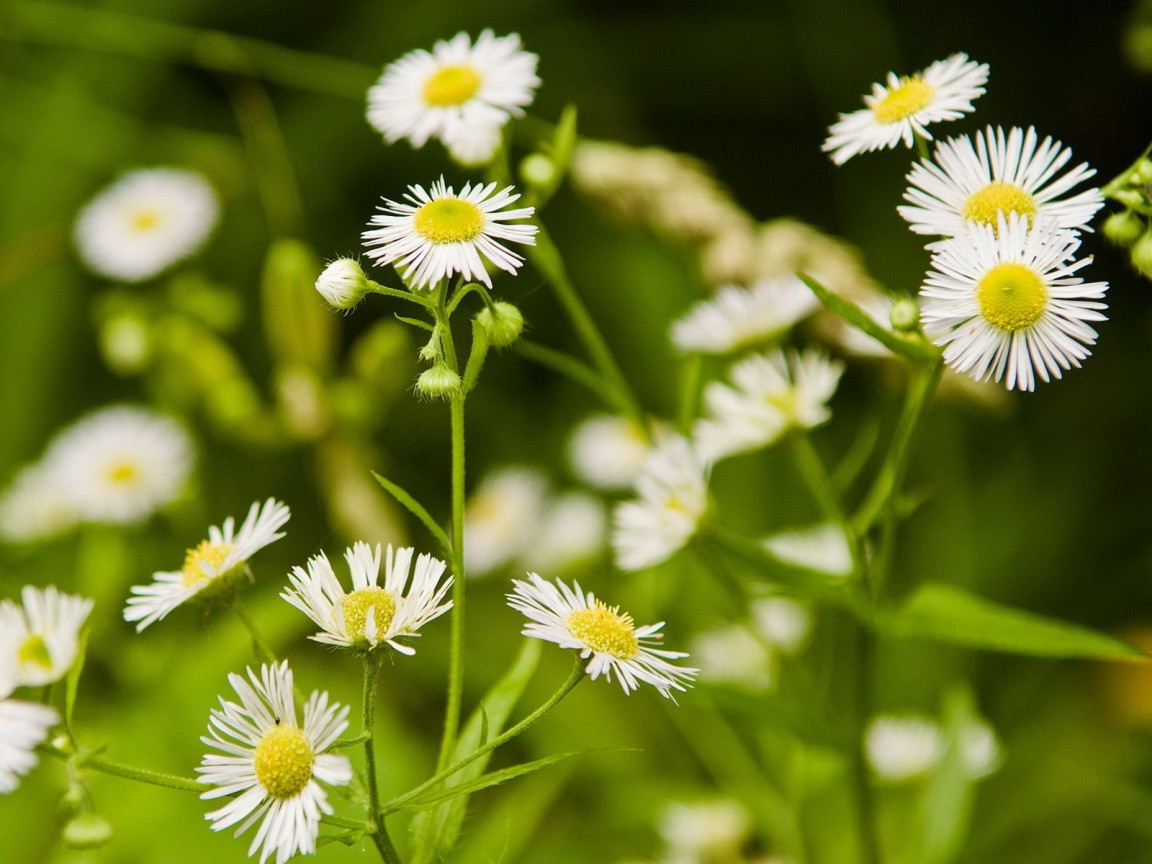 Мелкие ромашки