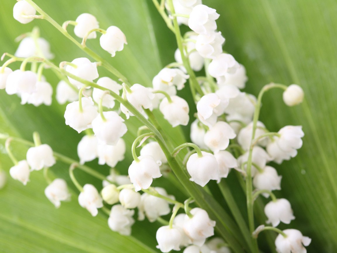 Весенние ландыши