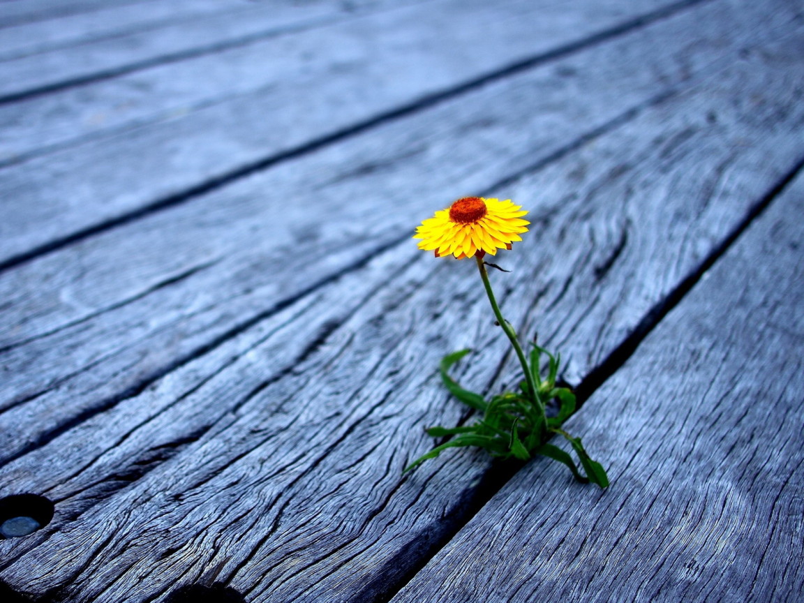 Проросший цветок