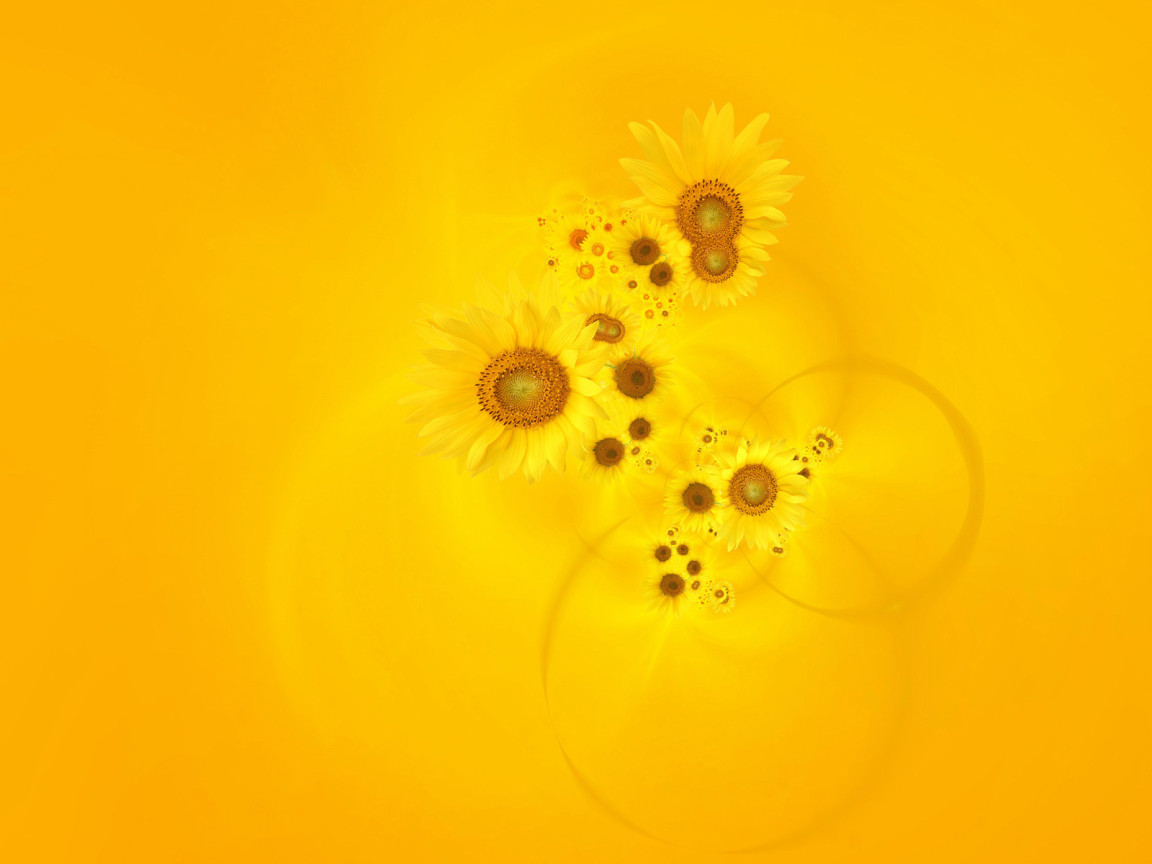 Подсолнухи на желтом фоне