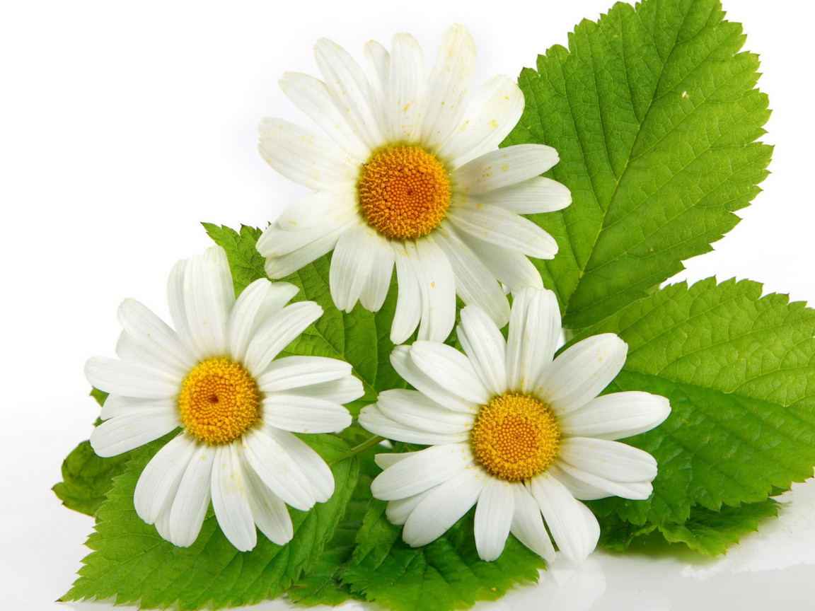 Три ромашки