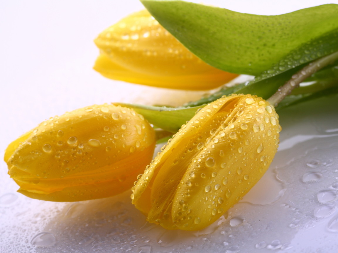 Три желтых тюльпана