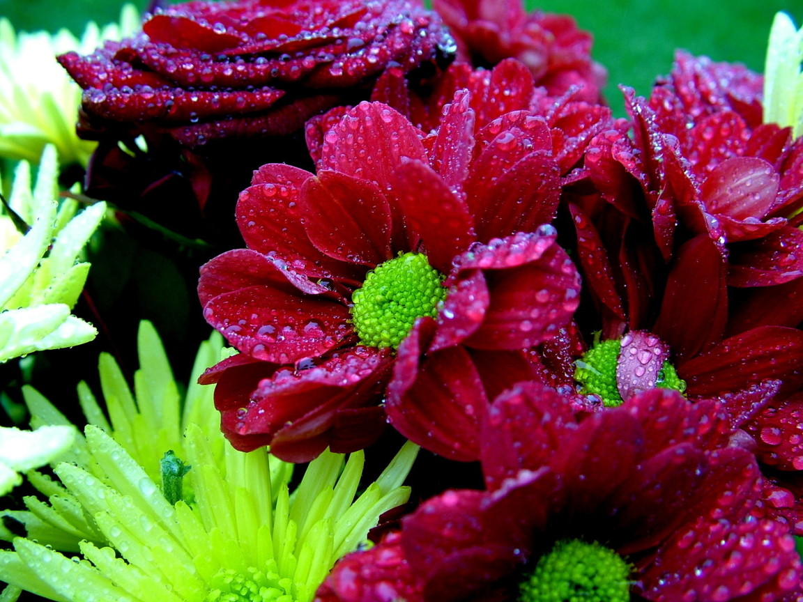 Мокрый букет