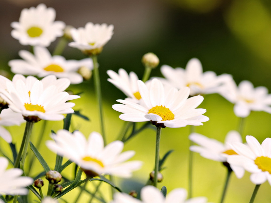 Белые ромашки