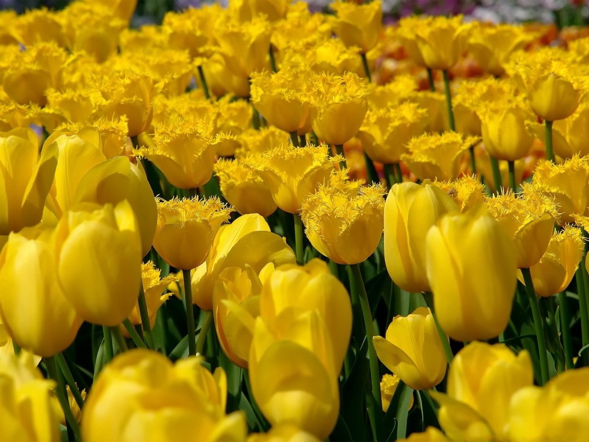 Желтые тюльпаны