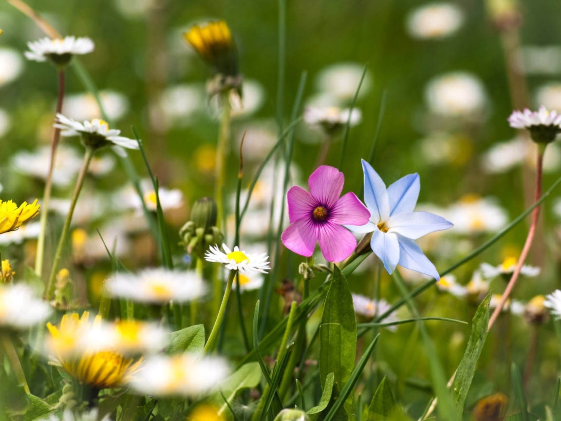 Цветы полевые