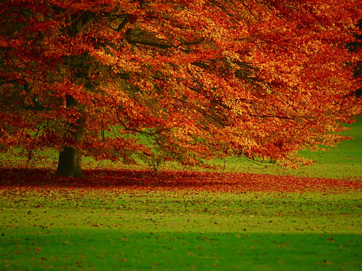 Осенняя листва