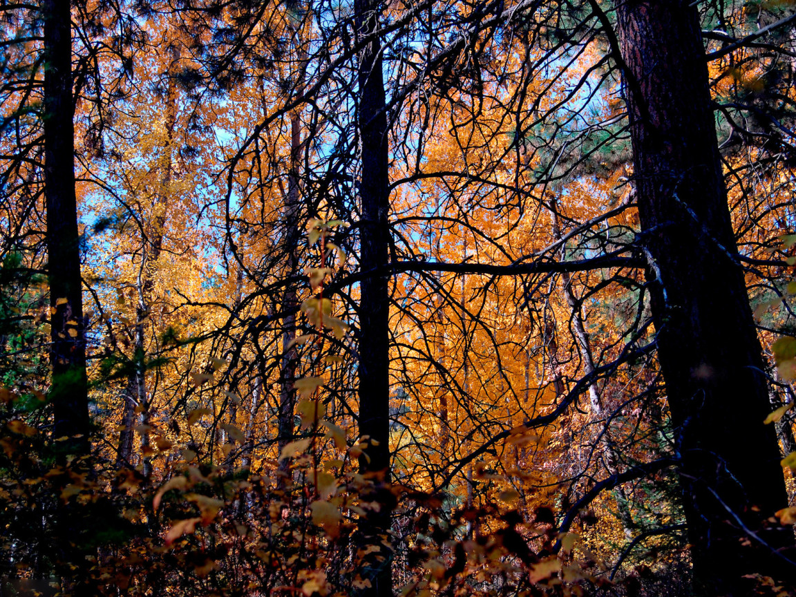 Осенние деревья