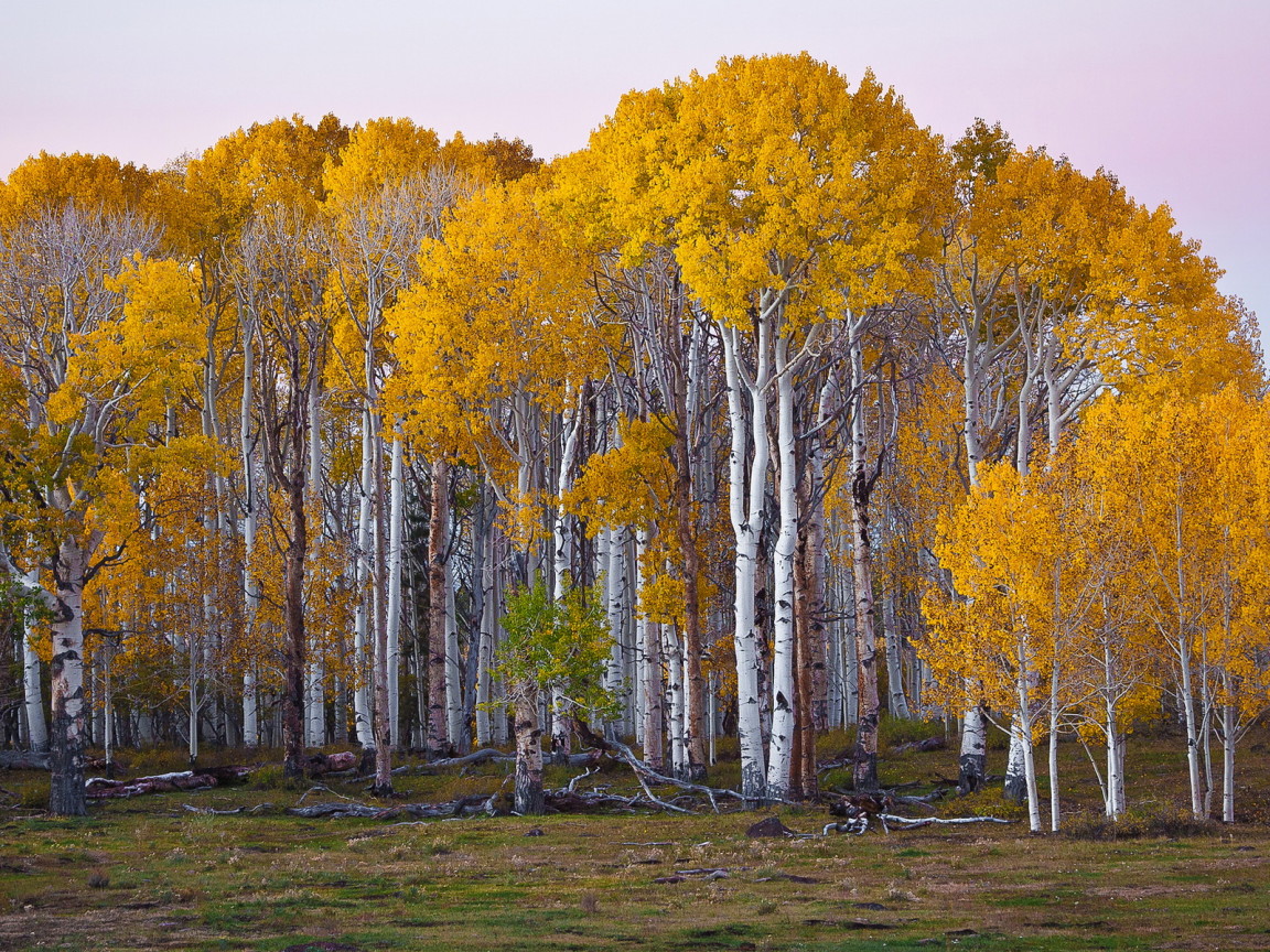 Березовый лес