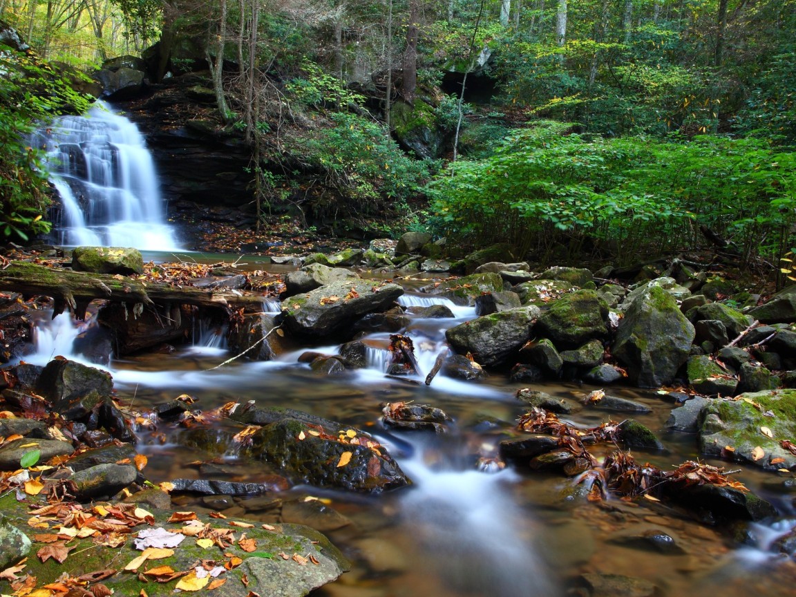 Ручей в чаще леса