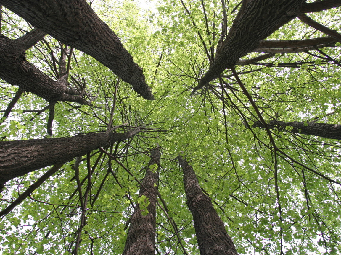 Кроны деревьев