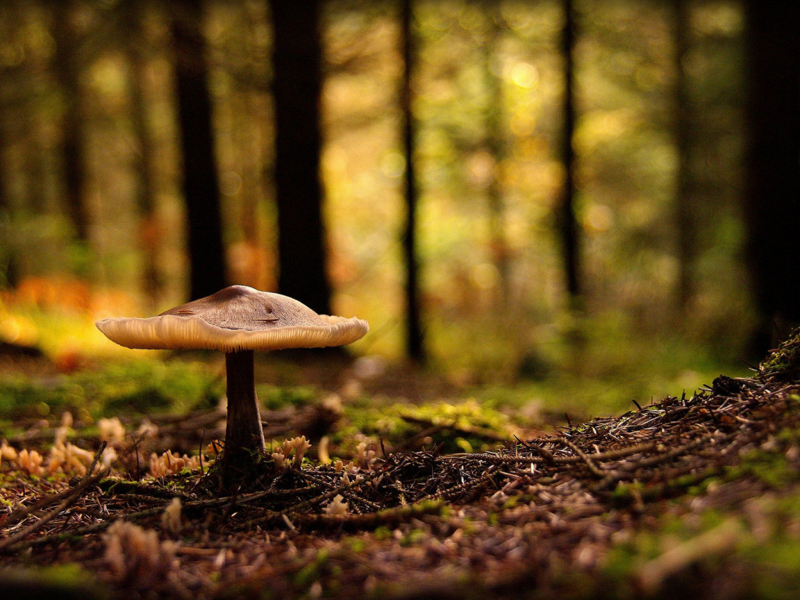 Лесная поганка