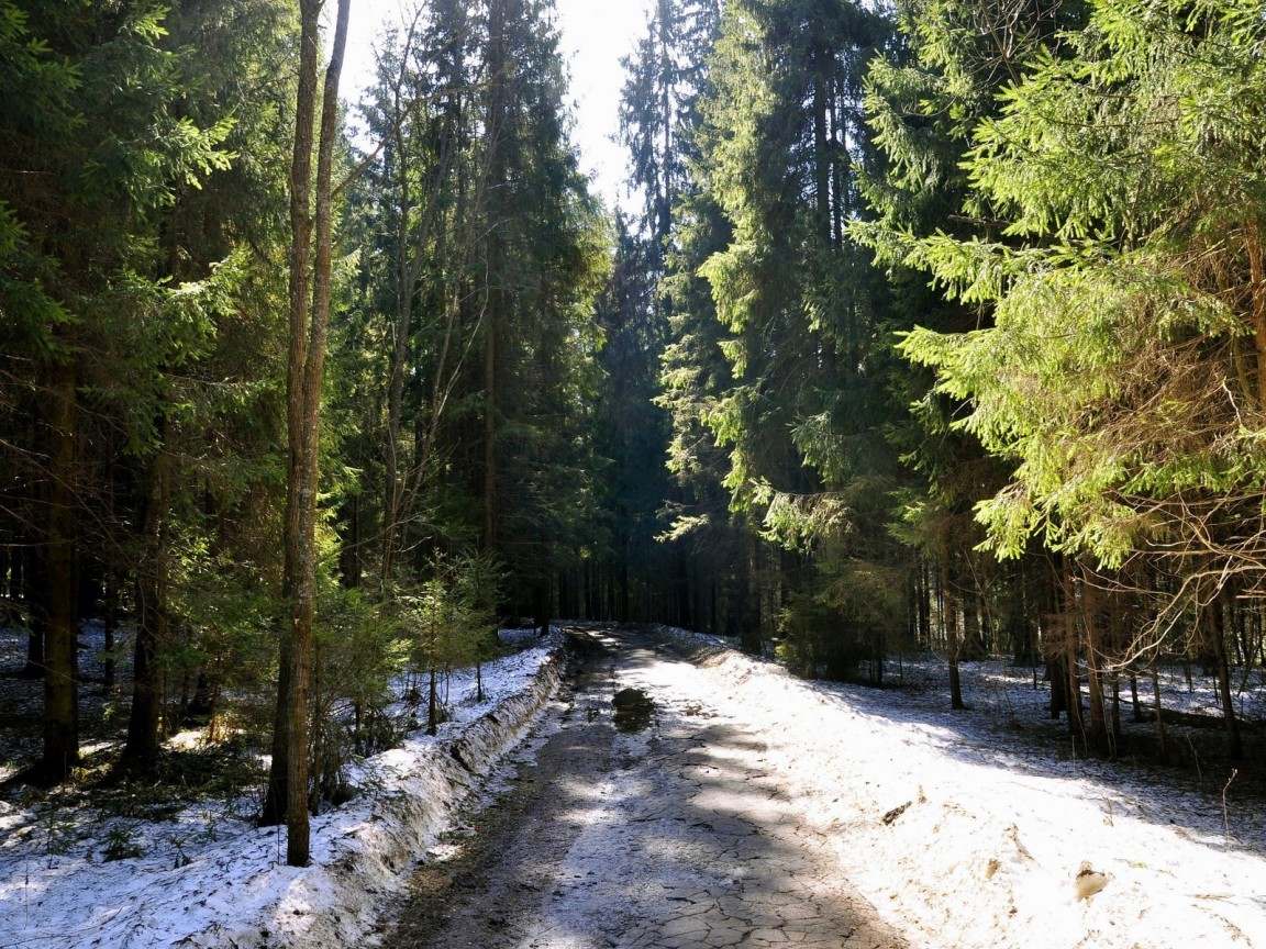 Мартовский лес
