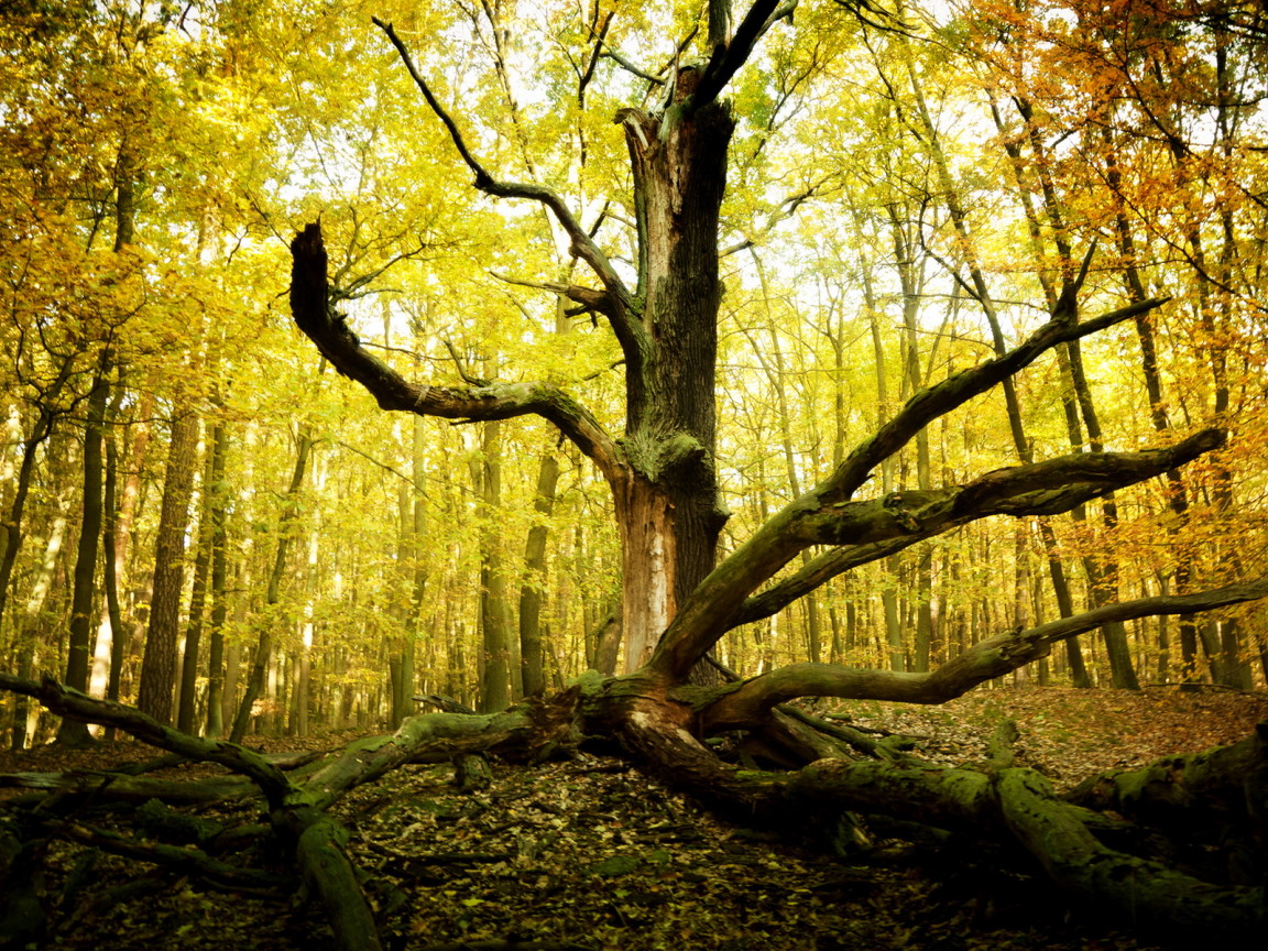 Старое дерево