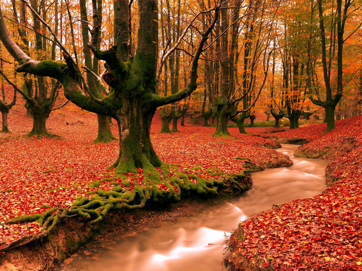 Красный лес