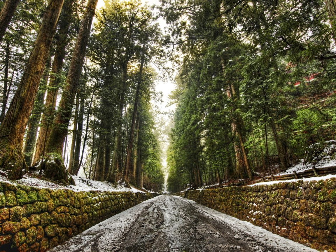 Дорога в лесу