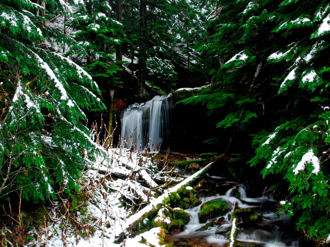 Ручей в лесу