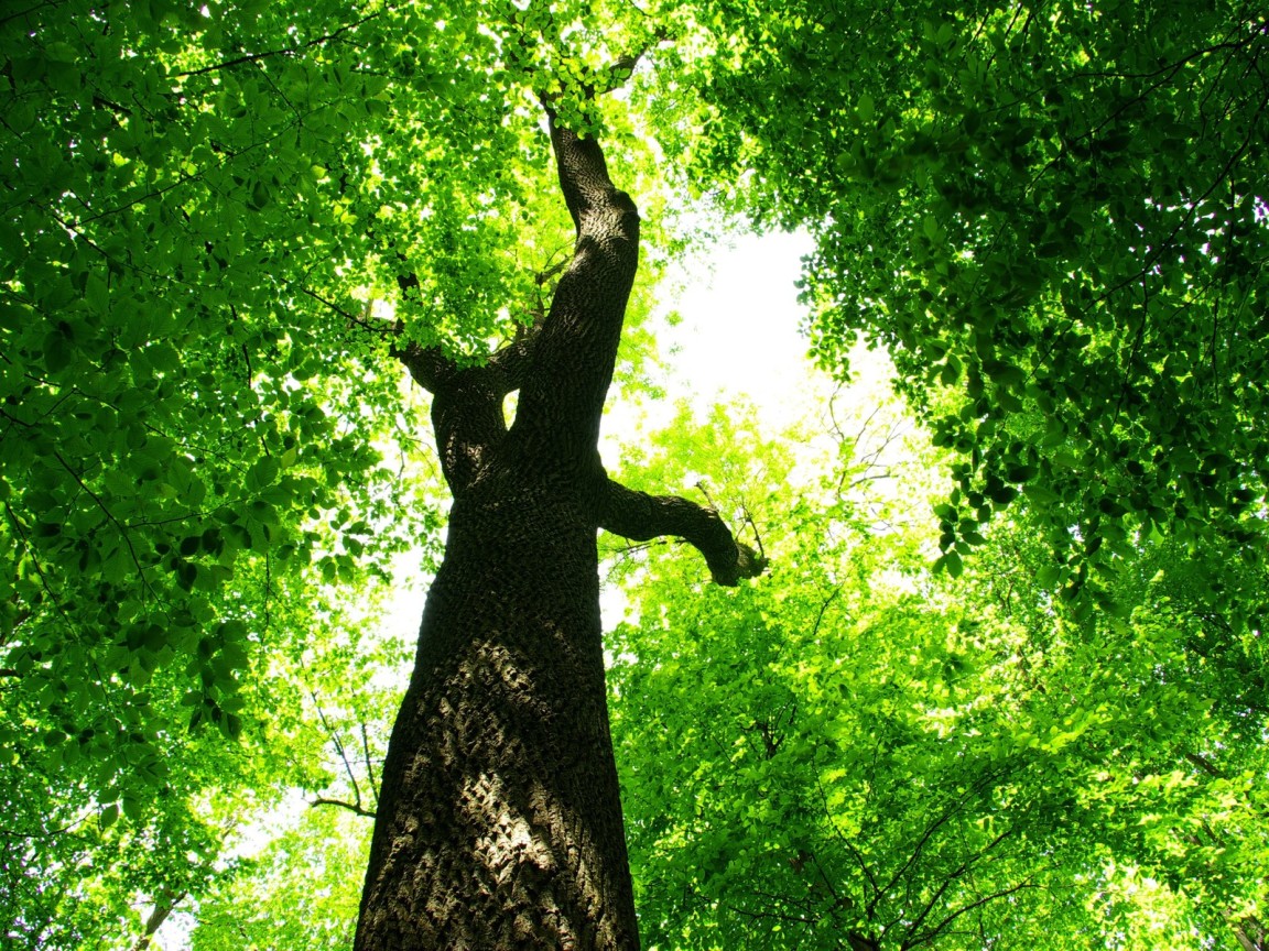 Царство зелени