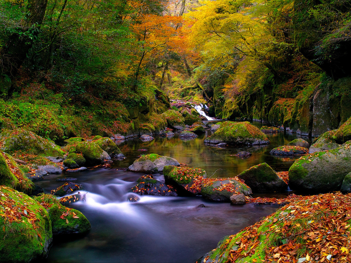 Ручей в лесу