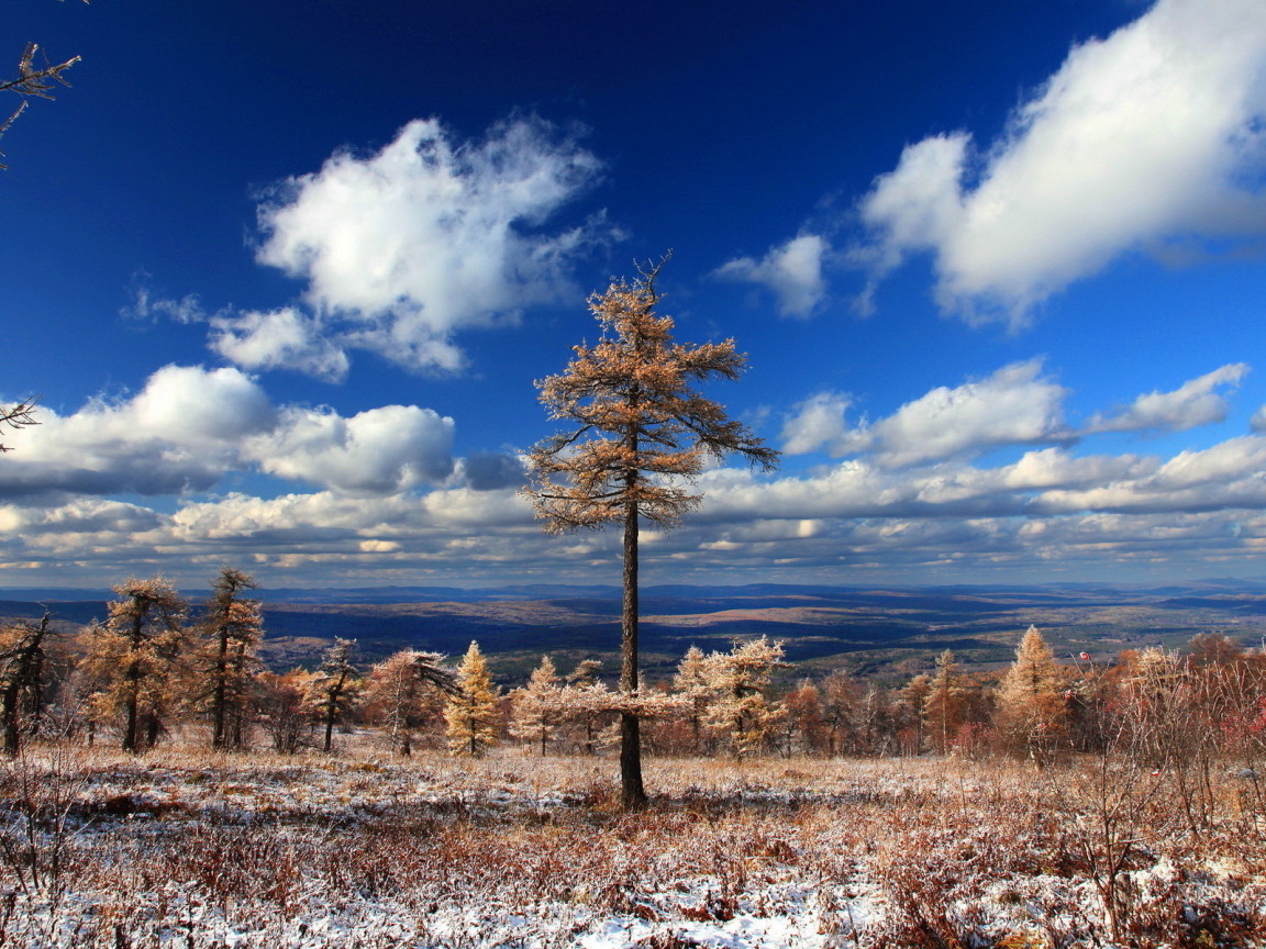 Хвойный лес