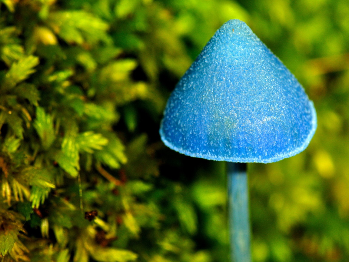 Синий грибочек