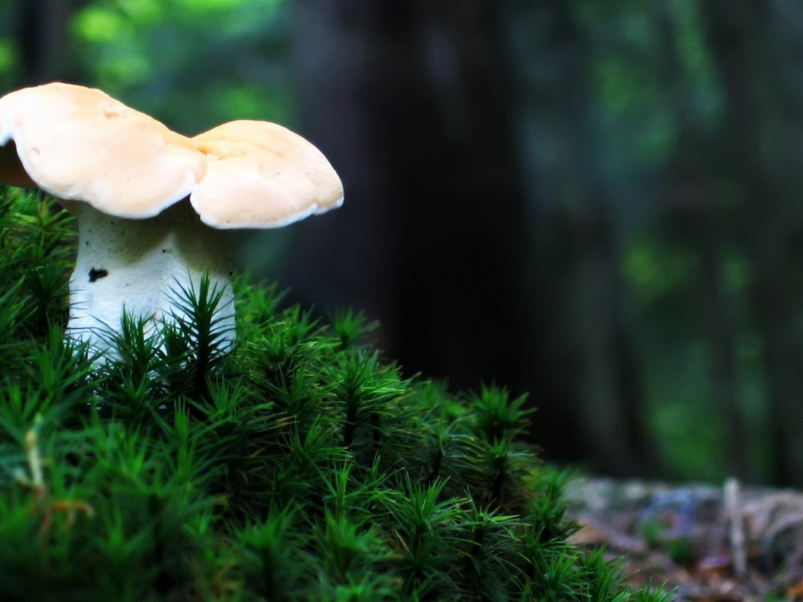 Одинокий гриб