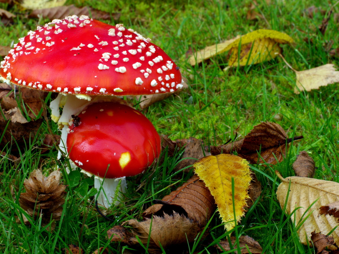 Два мухамора