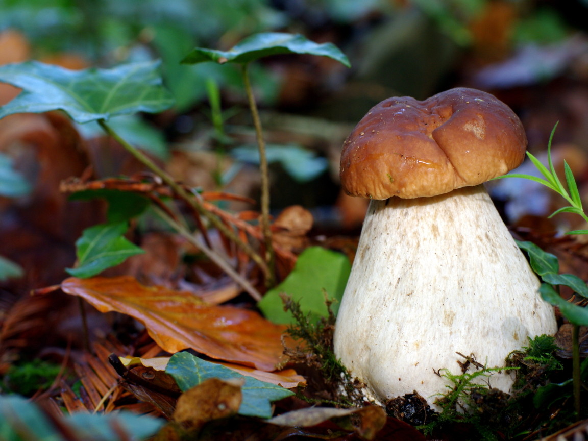 гриб Боровик