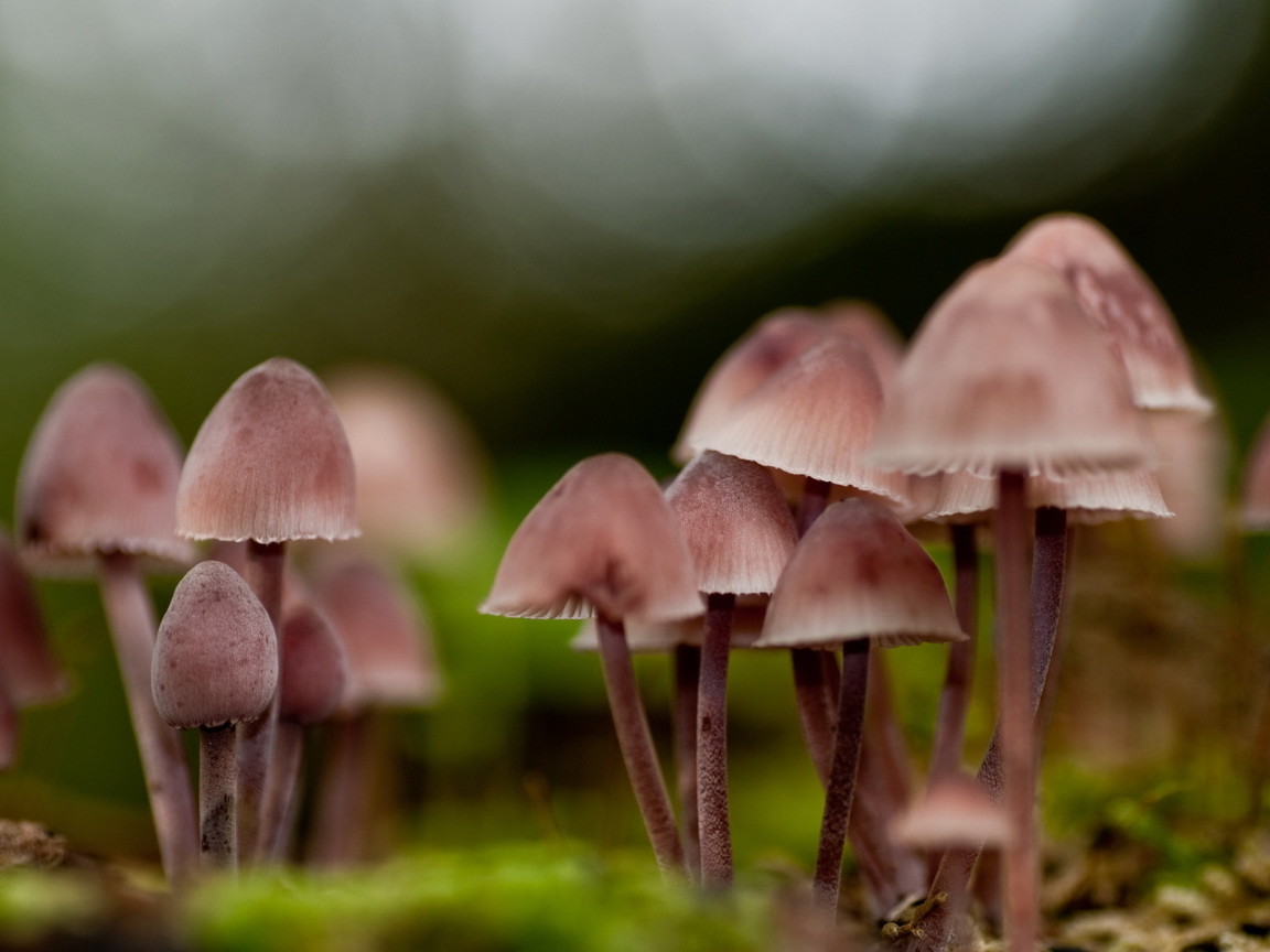 грибница Поганок