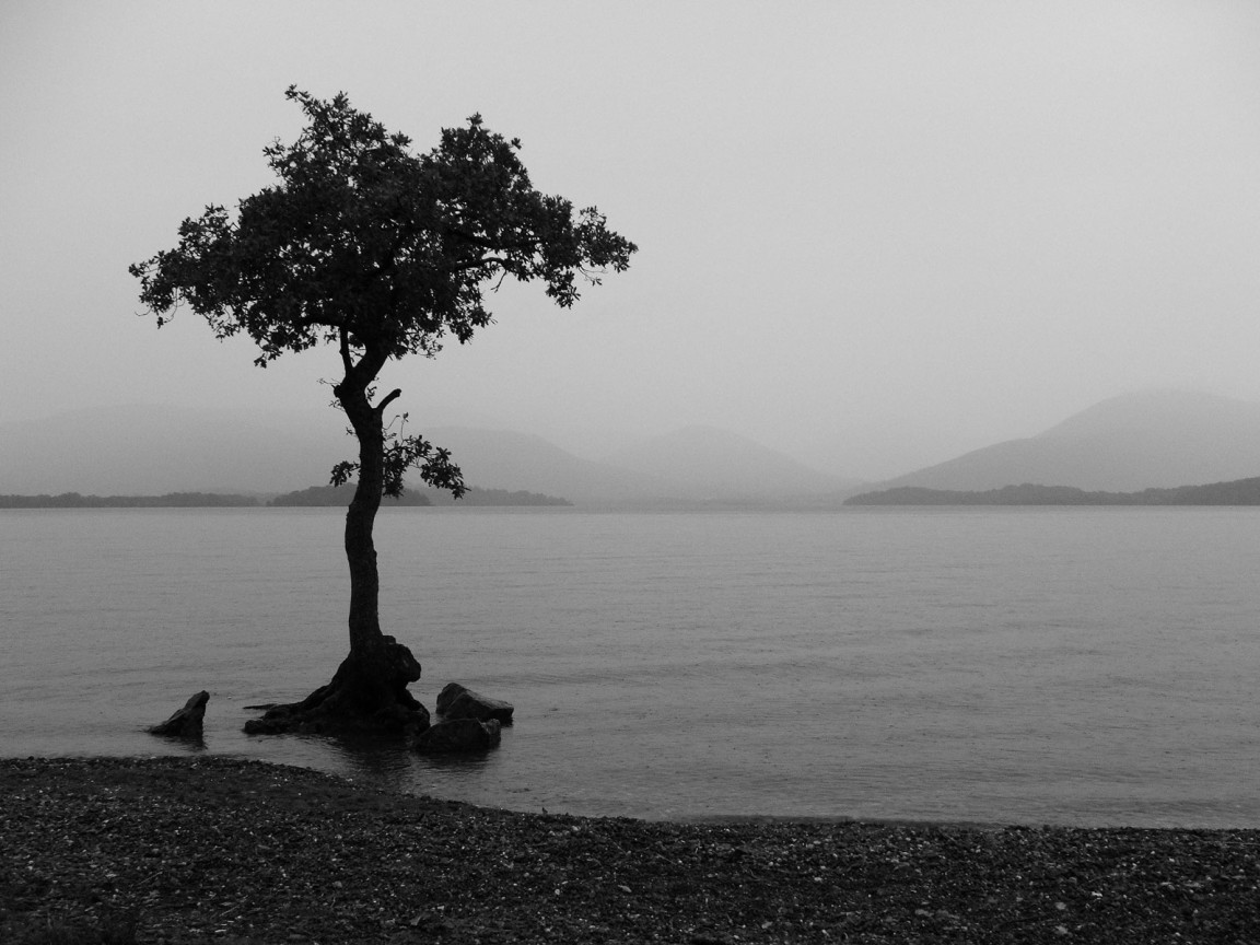 Одно дерево